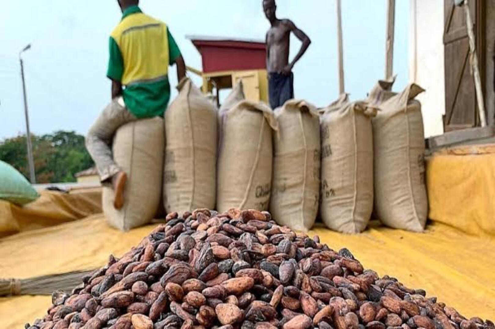 Ghana's cocoa production expected to fall at least 16% in 2026-27
